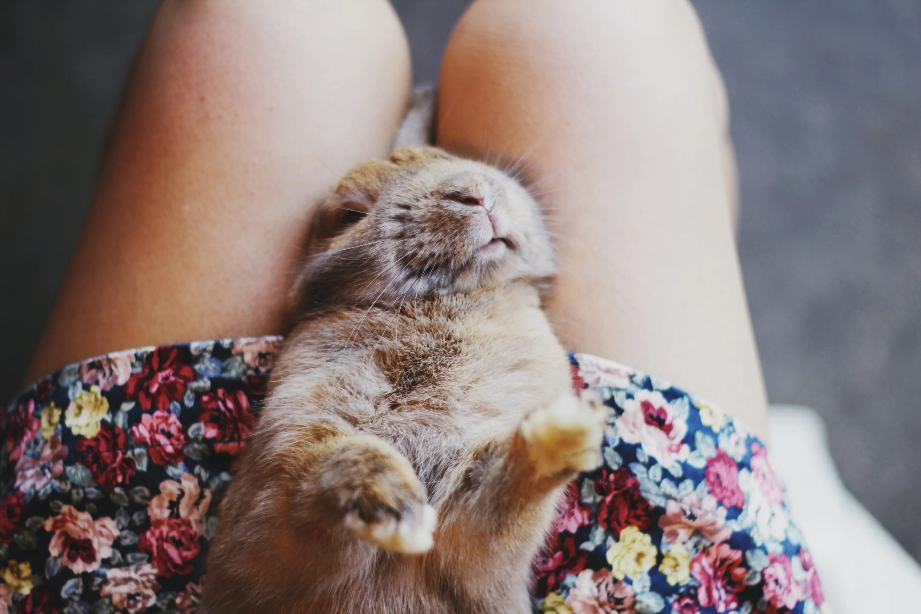 Девушка с котом на руках и голой киской между ног фото
