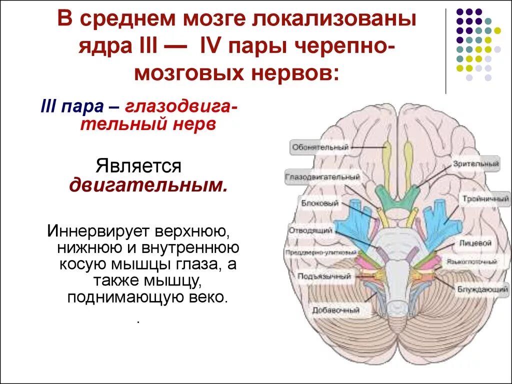 Ствол мозга черепные нервы. 3 И 4 пара черепно-мозговых нервов ядра. Ядра 3 пары черепно-мозговых нервов. Ядра 3 и 4 пары черепных нервов. Ядра 4 пары черепных нервов.