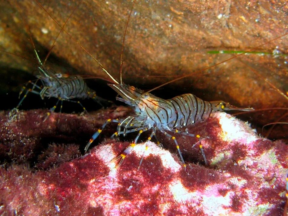 Пильчатая креветка. Palaemon adspersus. Чилийские креветки. Креветки среда обитания.