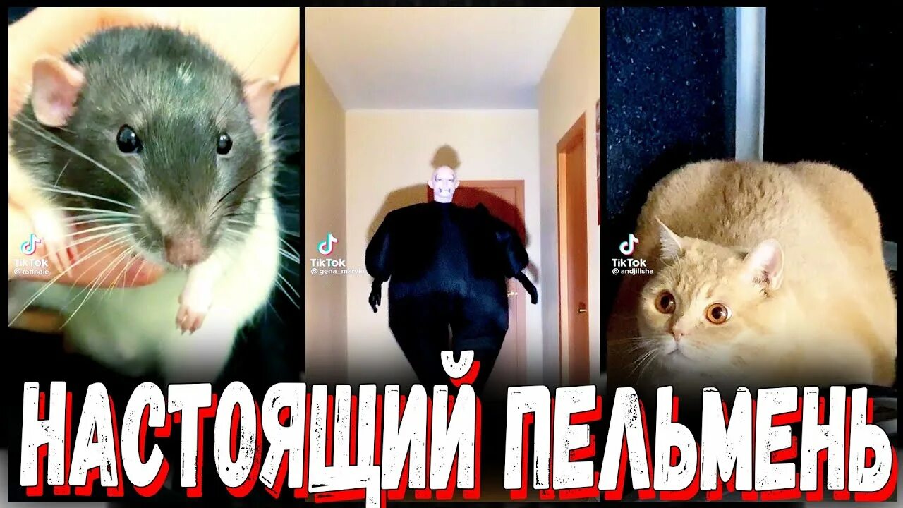 Вот он он настоящий. Вот он настоящий пельмень тик ток. вот он настоящий настоящий пельмень. вот он настоящий пельмень шлепа. вот он настоящий пельмень внутри много.
