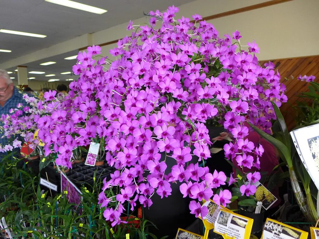 Aprenda a cuidar de Phalaenopsis, clique na foto