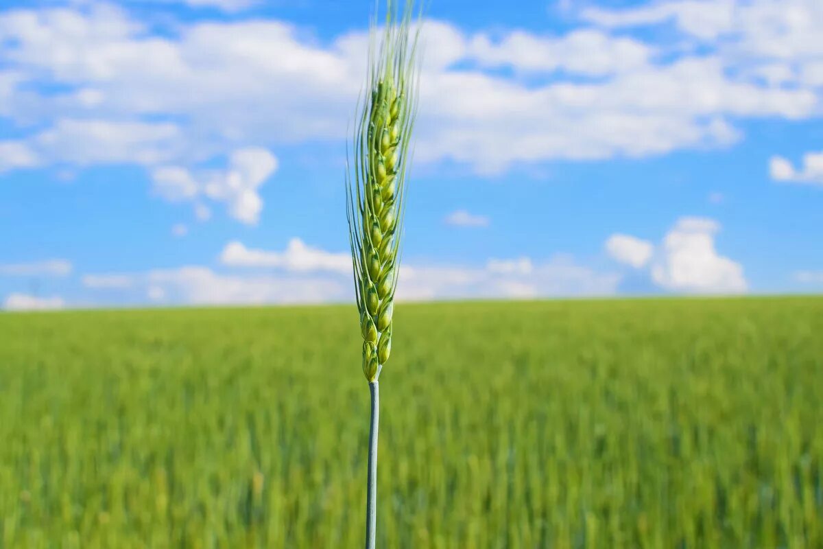Вырастет колос. Колосья пшеницы. Зеленый колосок пшеницы. Рожь Колос. Зеленые колосья пшеницы.