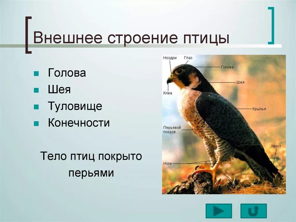 Особенности внешнего строения птиц 8 класс. Строение птицы. наружное строение птицы. внешнеетстроение птицы. dytiybt cxnhjtybt ghbnbws.
