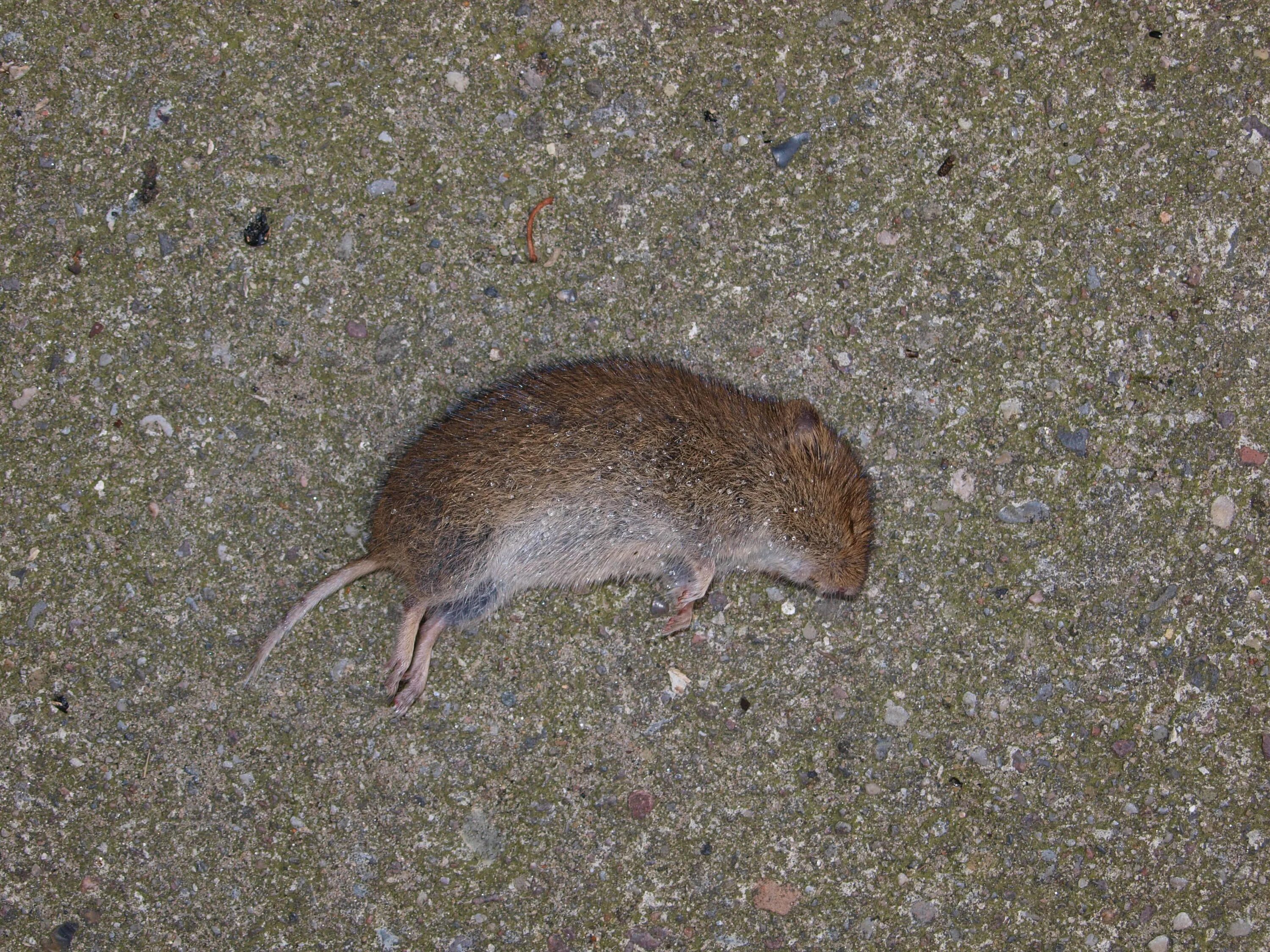 Мыши в огороде. Земляная крыса полевка. Землеройковые крысы. Мышь полевка с коротким хвостом.