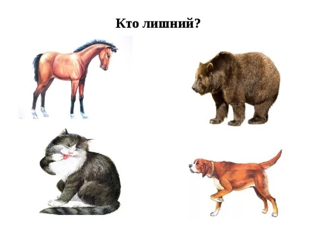 Какое из данных животных лишнее