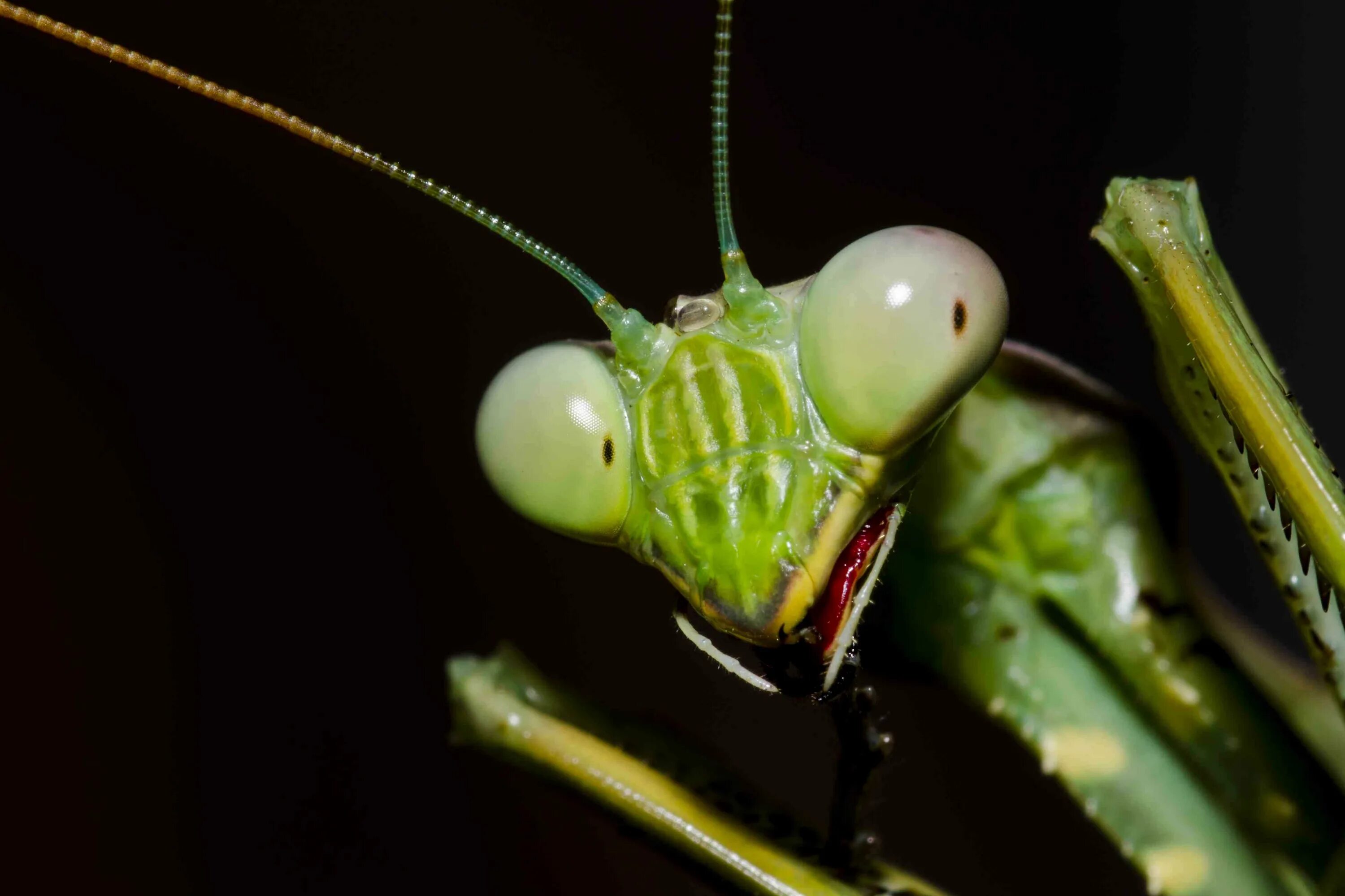 Самка богомола 1 2. Мантис богомол. Богомол обыкновенный (Mantis religiosa). Mantis яйца. Богомол альбинос.