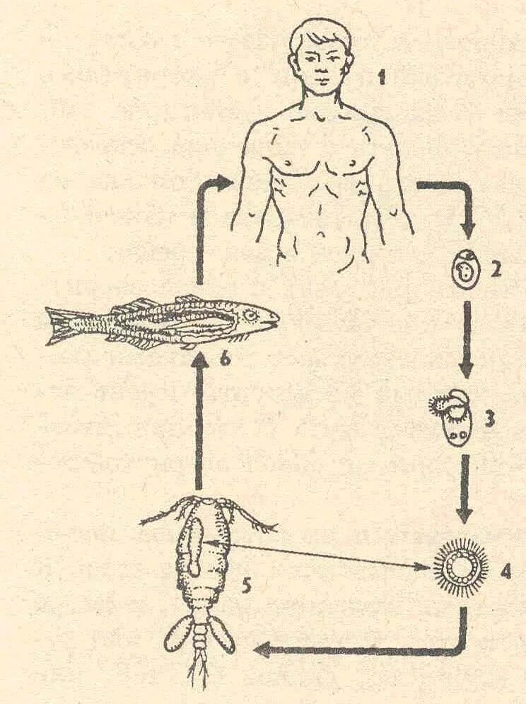 Жизненный цикл широкого лентеца схема. Широкий лентец жизненный цикл схема. Цикл развития широкого лентеца схема. Жизненный цикл лентеца схема.