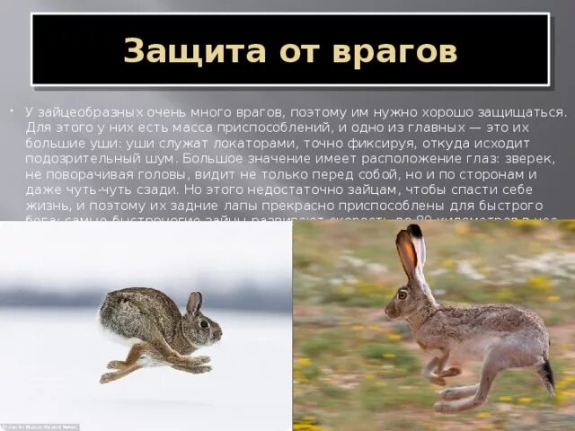 Что не помогает зайцу спасаться от врагов. Заяц защищается от врагов. приспособление зайца. защита от врагов у зайцеобразных. интересные факты о зайцеобразных.