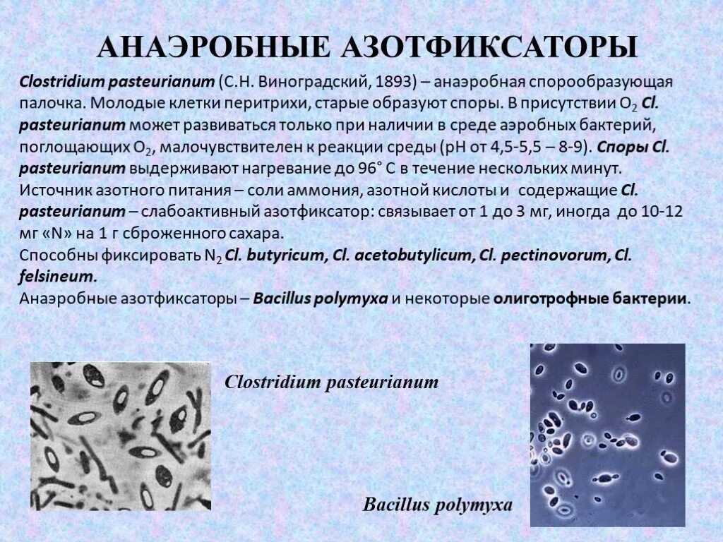 Аэробные бактерии и анаэробные бактерии. Анаэробные азотфиксаторы. Анаэробные микроорганизмы – клостридии. Спорообразующие анаэробные бактерии.