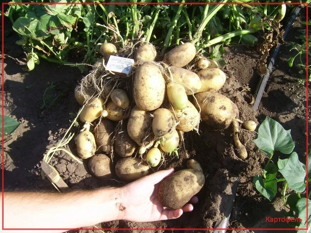 Картофель сорта клубень. Клубень картошки. картофель куст. клубни картошки на кусте. клубень картофеля растет.