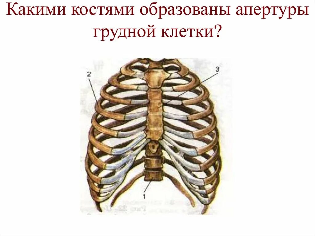 Трубчатая грудная кость. Апертура грудной клетки. Верхняя Апертура грудной клетки анатомия. Верхняя и нижняя Апертура грудной клетки. Верхняя апеотуара груьноц клетки.