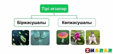 Жеке әйелі фотоларды ауыстырады