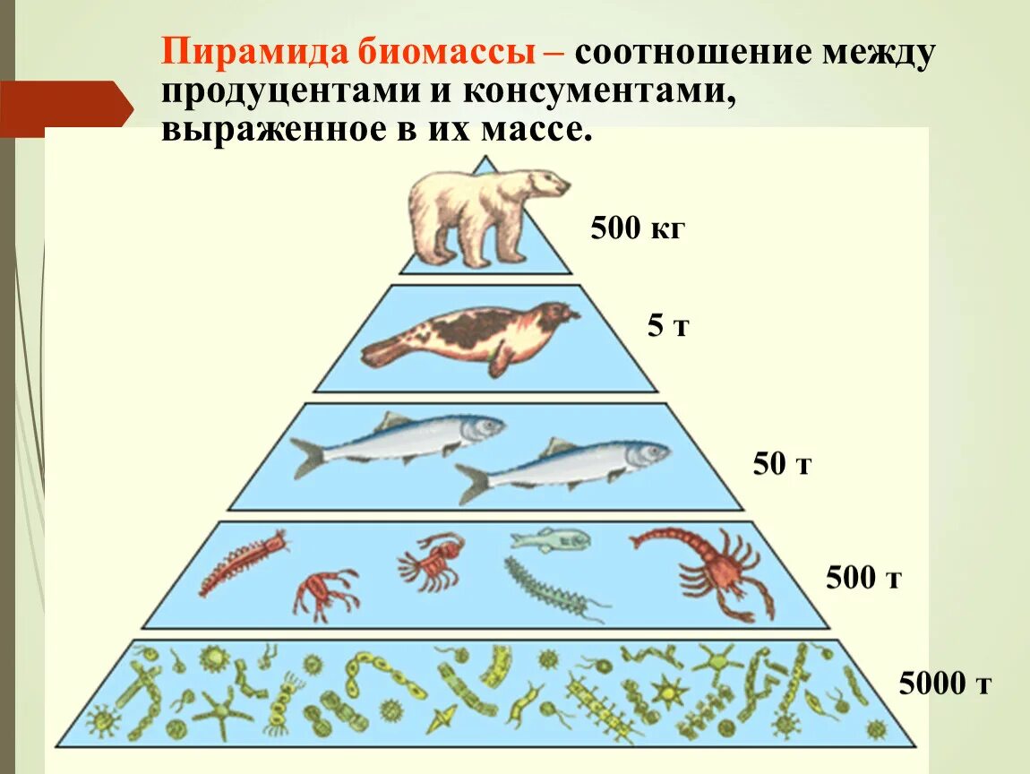 Экологическая пирамида биомассы. Пирамида чисел биомассы и энергии. Правило экологической пирамиды биомассы и энергии. Экологическая пирамида консументы. Последовательность увеличения биологической продуктивности природных зон