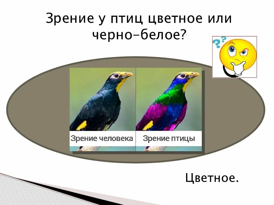 Зрение птиц. Цветное зрение у птиц. Зрение птиц цветное или черно-белое. Ультрафиолетовое зрение птиц.