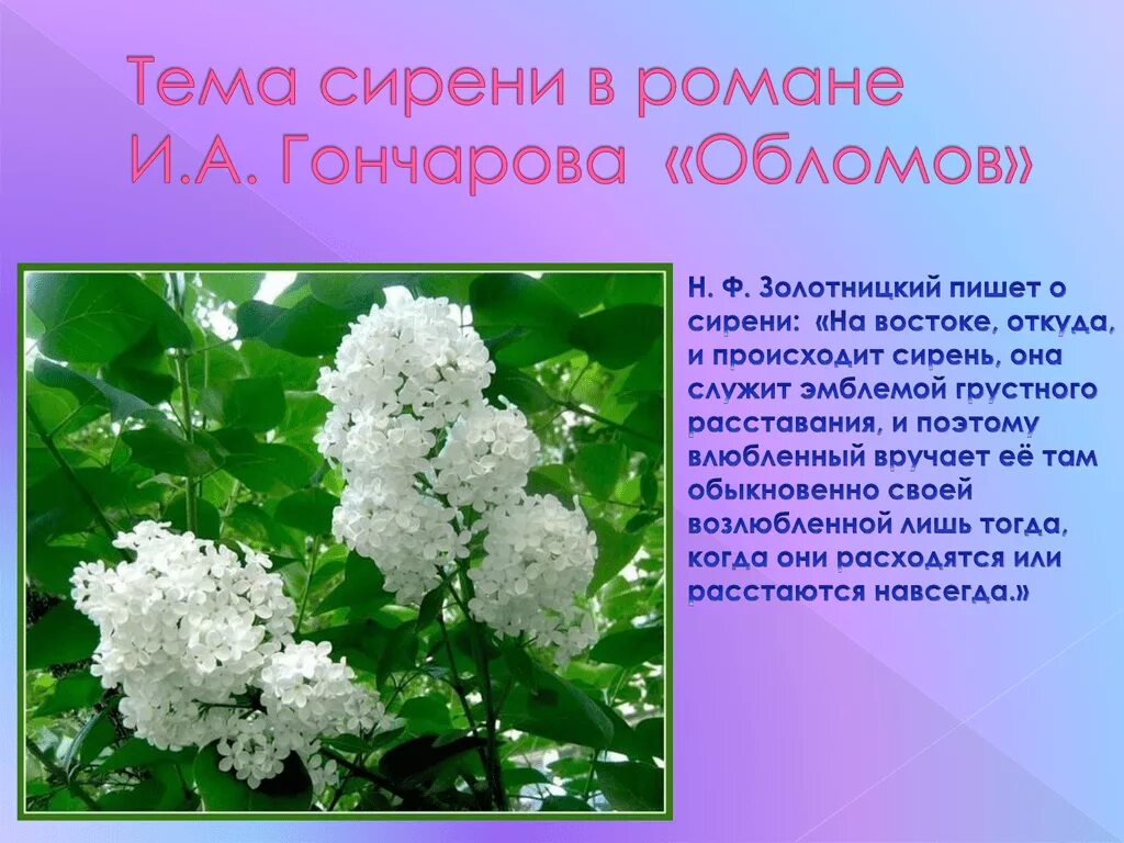 Цветущая сирень как пишется. Сирень в романе Обломов. Цитаты про сирень. Что символизирует сирень. Сирень в произведении Обломов.