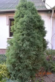 Туя вересковидная