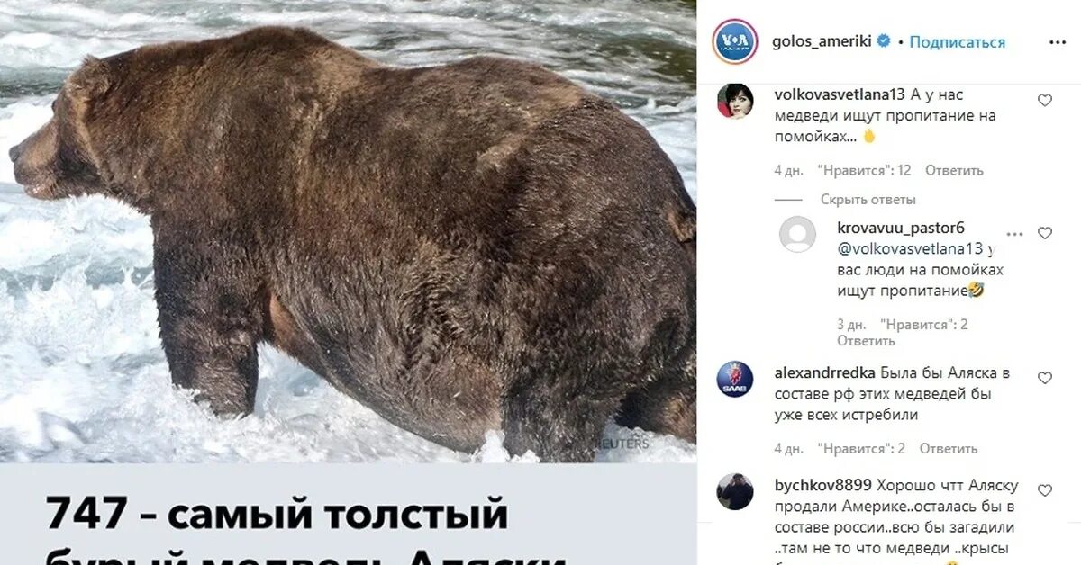 Толстяк медведь. Толстый медведь. самый толстый медведь аляски. самый толстый медведь в мире. жирный бурый медведь.