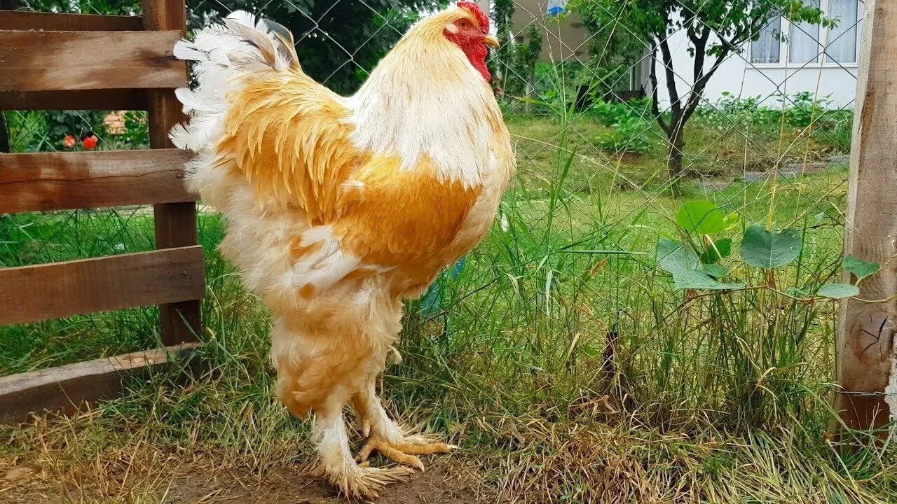 Лимонная Брама куры. Петух гигант Брама .. Курица Brahma. Цыплёнок порбы Брамма.