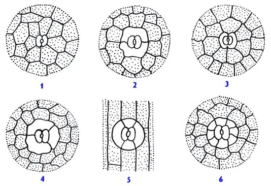 Устьичный аппарат аномоцитного типа. Строение устьиц и типы устьичных аппаратов. Типы устьичного аппарата. Аномоцитный тип устьичного аппарата. Строение устьичного аппарата растений.