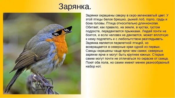 Зарянка птица фото описание Зарянка описание 58 фото