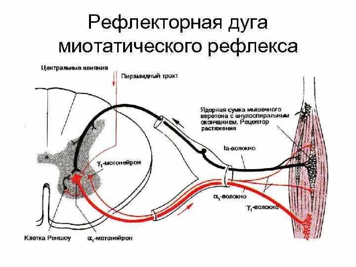 Схема дуги миотатического рефлекса. Рефлекс и рефлекторная дуга физиология. Рефлекторный пусть миототического рефлекса. Миотатический рефлекс рефлекторная дуга.