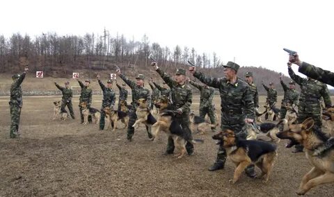 Собака кндр