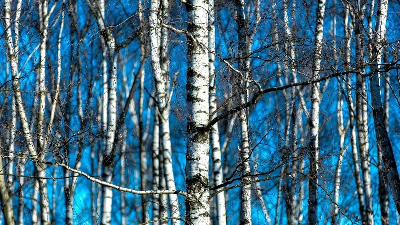 Березово синий. Берёзы зимой на фоне купалов. Березово синий. Синие березы. Белая берёза под моим окном.