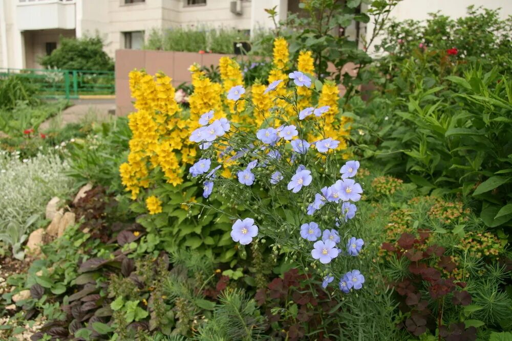 Linum lewisii Prairie Flax Native Blue Flax Seed & Plants Perennials, Flowers pe