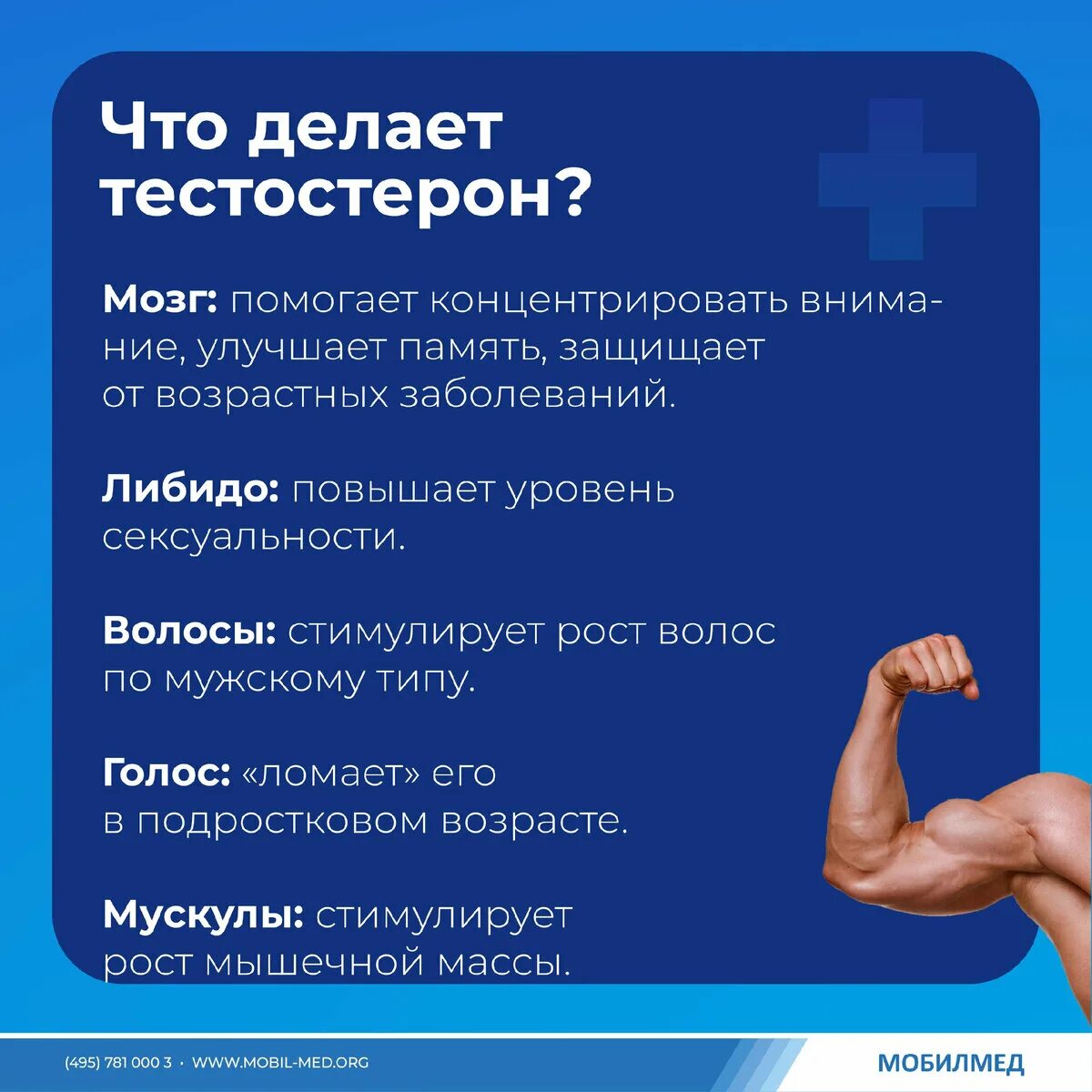 Повышается ли тестостерон. Повышается ли тестостерон