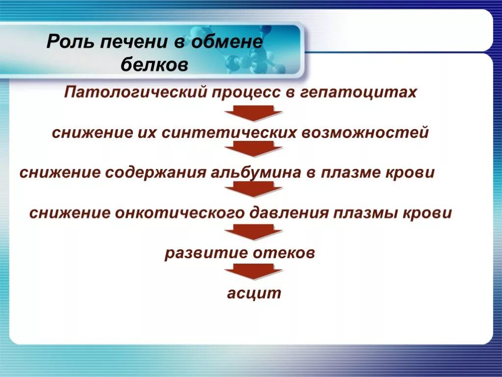 Роль печени в обмене. Роль печени в метаболизме белков. Роль печени в белковом обмене. Обмен белков в печени. Участвует в белковом обмене