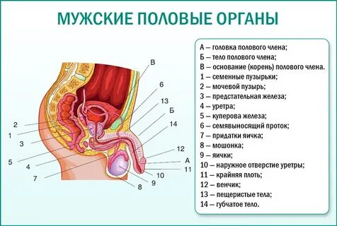 Шашты бөкселердің жақыннан жасалған фотосуреттері