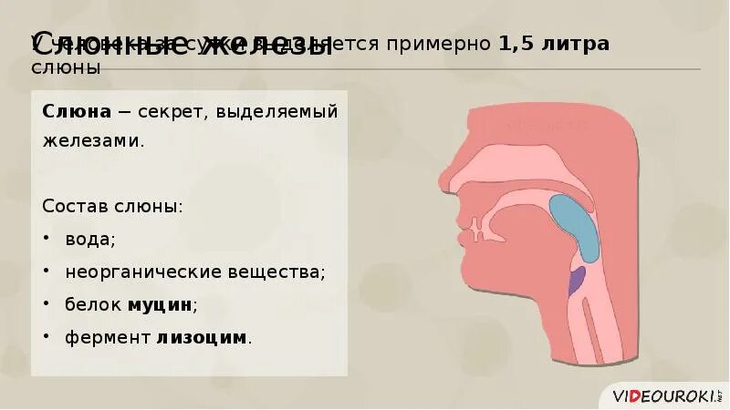 Канал слюна. Состав секрета слюнных желез. Слюнные железы состав слюны. Слюнные железы выделяемый секрет. Слюнные железы состав секрета.