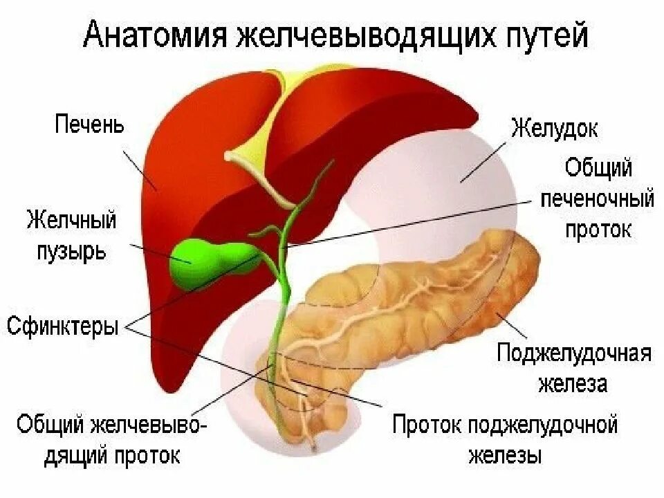 Как почистить печень и желчные протоки эффективно. Желчный пузырь анатомия человека. анатомия желчного пузыря и желчевыводящих. анатомия желчного пузыря и протоков. печень, желчный пузырь, поджелудочная железа анатомия строение.