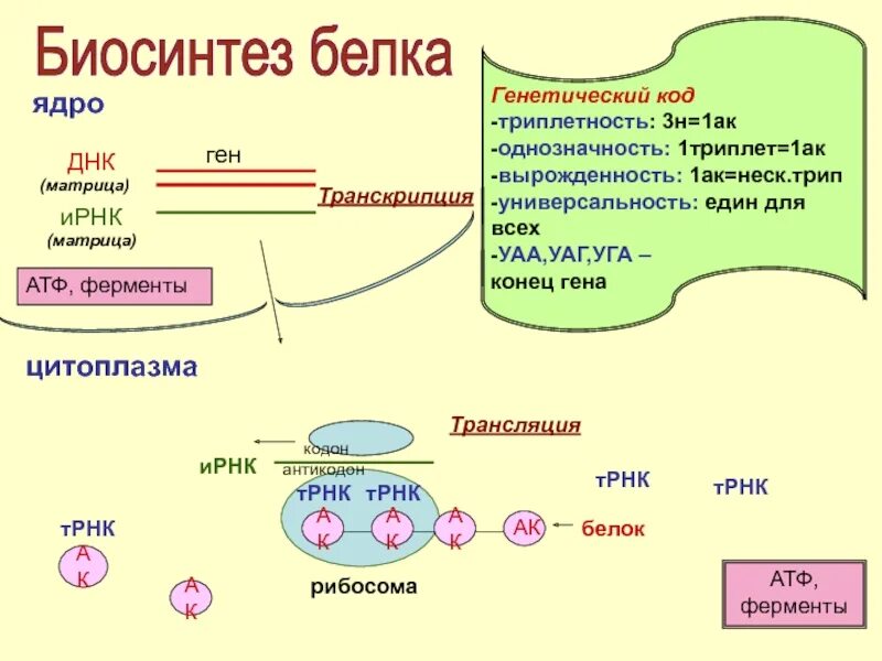 Общая схема синтеза белка. Схема этапы синтеза белка биохимия.