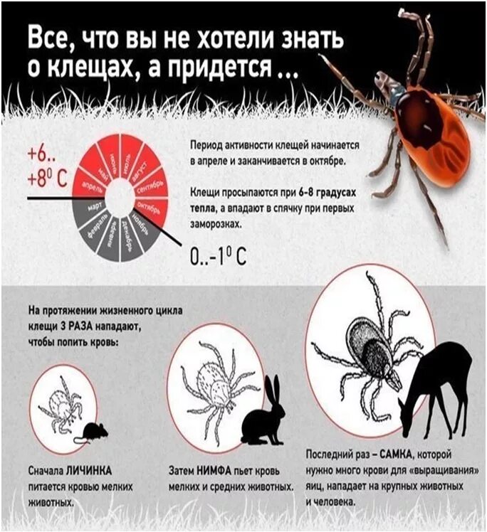 Зачем нужны клещи. Самка энцефалитного клеща.