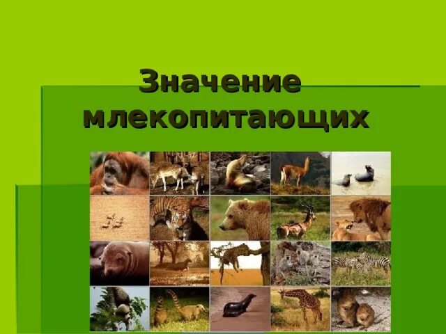 Значение млекопитающих кратко. Значение млекопитающих. Роль млекопитающих в природе. Млекопитающие в жизни человека. Значение млекопитающих в природе и жизни человека.