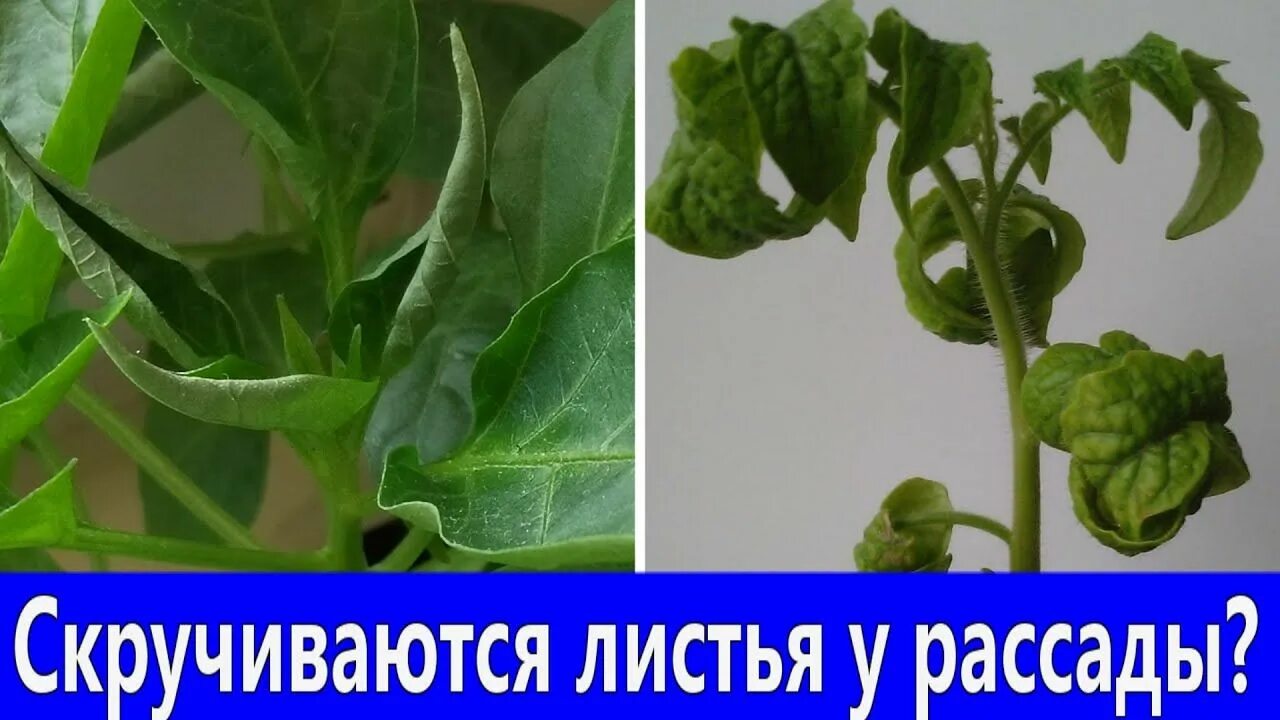 Почему листья цветов закручиваются. Скручиваются листья у томатов. рассада перцев скручиваются верхние листья. у рассады помидор листики скручиваются. томаты болезни рассады листья скручиваются.