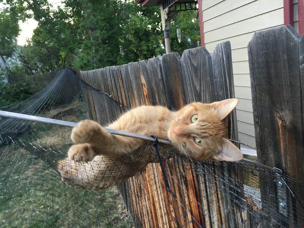 Кот на заборе. Паустовский мой дом иллюстрации. Раскраска заборчик для детей. Кот на заборе. Вечером коты перелезают через частокол.