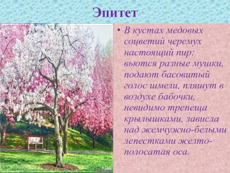 Кусты эпитеты