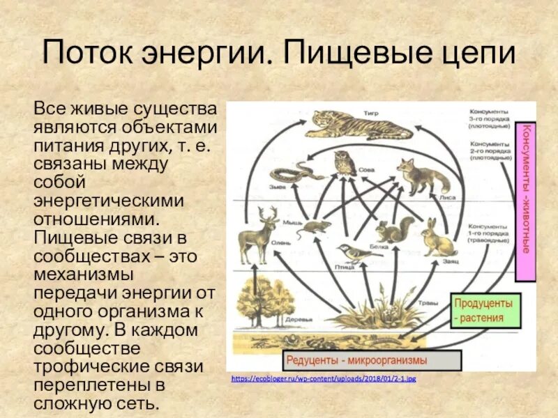 Презентация пищевые связи в экосистеме 11 класс. Пищевые связи. Пищевые связи в экосистеме. Поток энергии в экосистемах. Живые существа связаны между собой в.