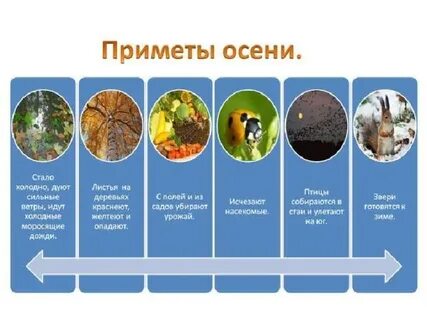 Изменения в природе летом и осенью