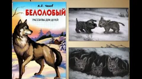 Какой рассказ белолобый