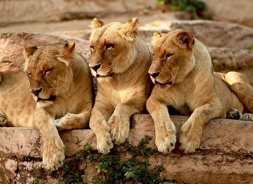 Три львицы. Львица с тремя львятами. Три львицы фото. Семья Львов с тремя львятами. Читать 3 льва