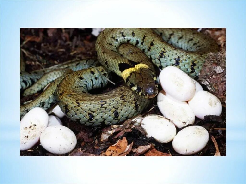 Обыкновенная гадюка откладывает яйца. Змеи размножение гадюка. Пресмыкающиеся откладывают яйца. Размножение ужей.