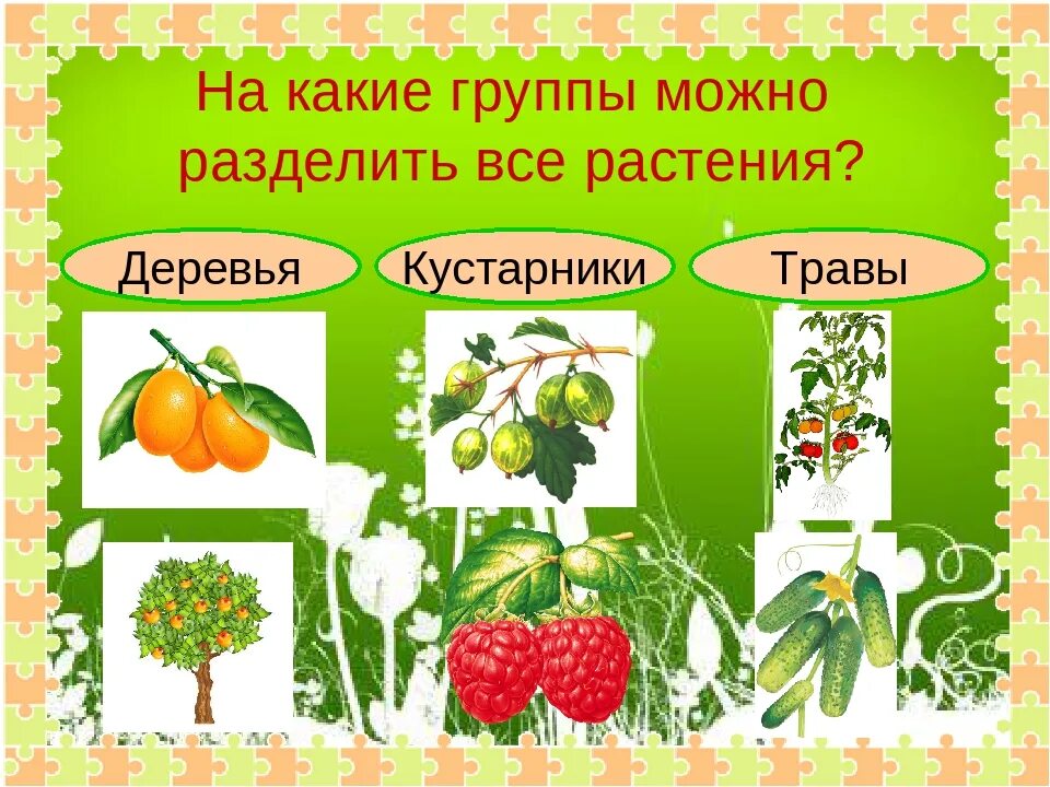 На какие две группы можно разделить растения. Культурные деревья кустарники травы. Разделить растения на группы. Культурные деревья названия. Деление культурных растений на группы.