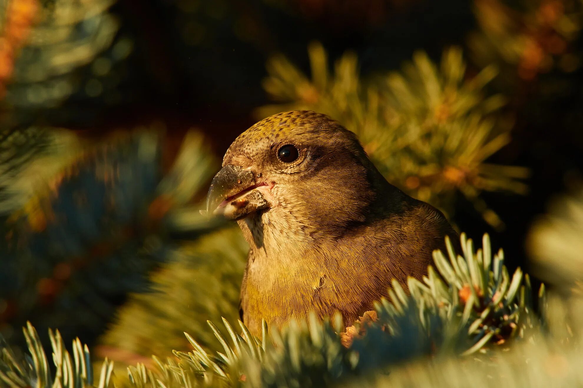 клёст-еловик клюв. клюв клеста. клёст-еловик. клюв клеста. белокрылый клёст.