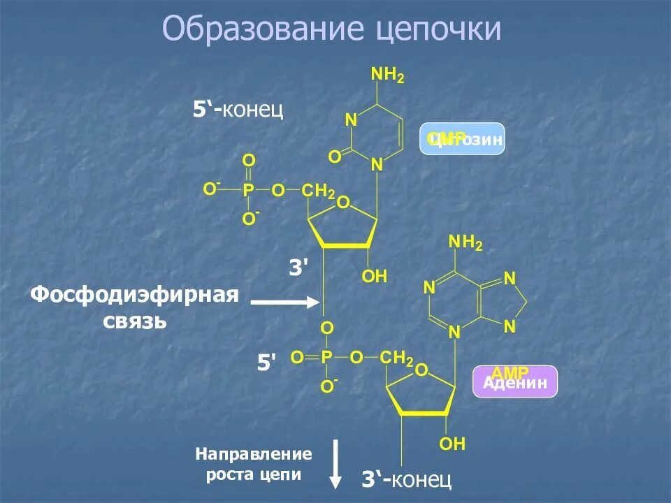 Связь 05. 3 5 Фосфодиэфирная связь РНК. Фосфодиэфирная связь в нуклеиновых кислотах. Образование 3',5'-фосфодиэфирной связи между нуклеотидами. Фосфодиэфирная связь в ДНК.