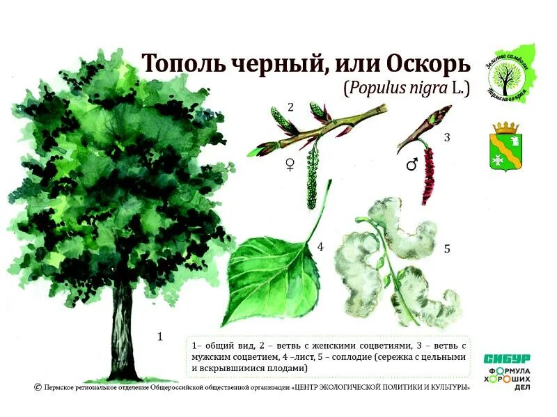 Тополь бальзамический плоды. Осокорь чёрный Тополь растение. Листья деревьев с плодами Тополь. Семена тополя пирамидального. Тополь множественное