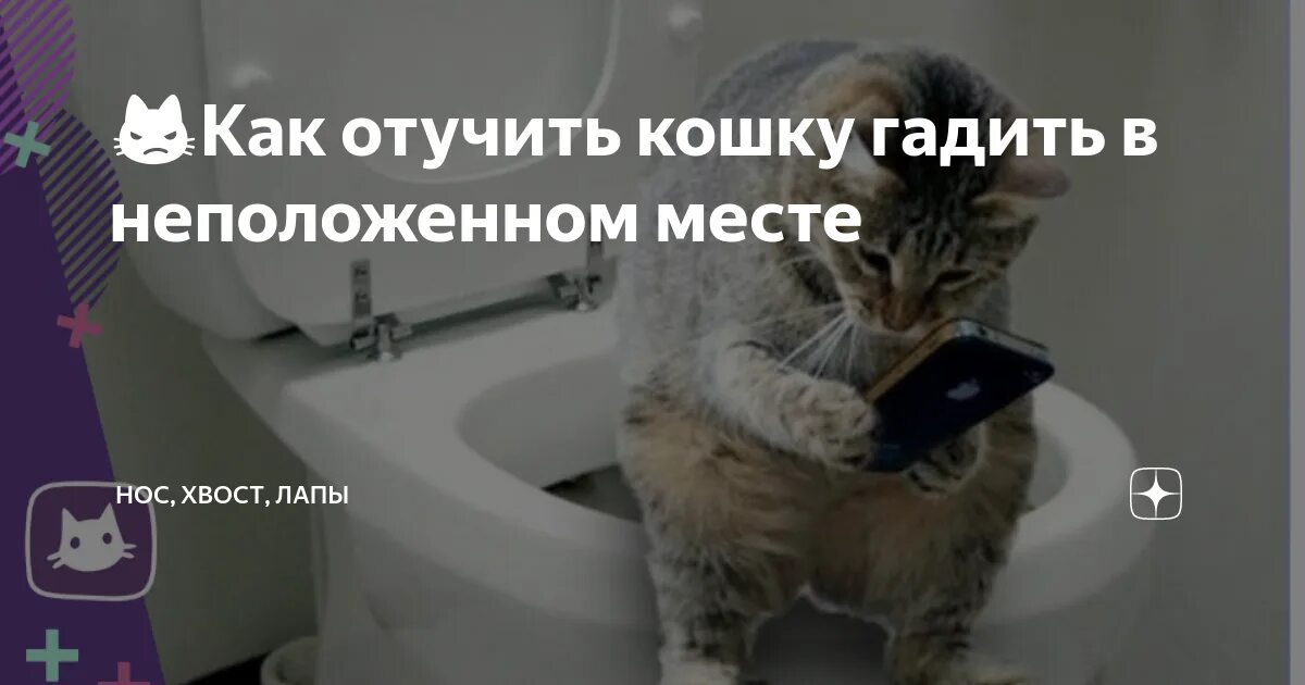 Отучить как писать. Как отучить кота гадить в неположенном месте. отучить котенка гадить в неположенном. как отучить кота гадить. как отучить кошку гадить.