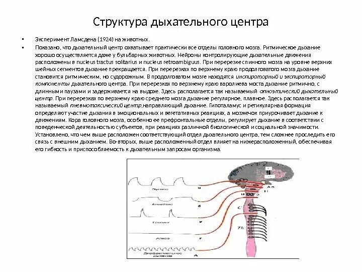 Перерезка блуждающего нерва. Инспираторные Нейроны бульбарного отдела дыхательного центра. Дыхательный центр и его структура. Строение дыхательного центра. Строение отделы дыхательного центра?.